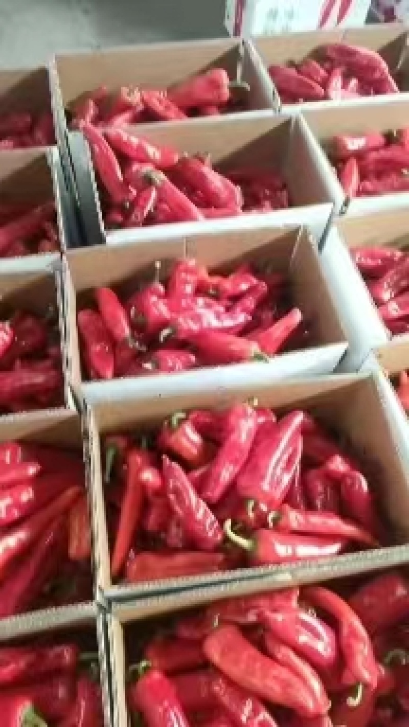 安徽芜湖精品红辣椒产地直发对接全国欢迎联系