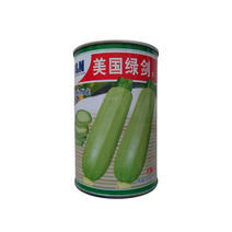 美国绿剑西葫芦种子早熟耐高温抗病高产