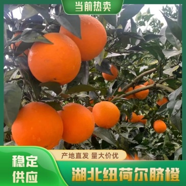 湖北纽荷尔脐橙大量上市，水分充足，口感香甜可口