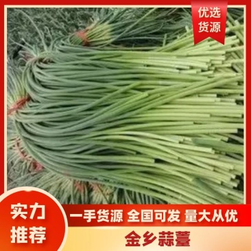 【金乡蒜苔】金乡红毛蒜薹精品直供山东直发蒜苔深加工电联