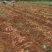 【热销推荐】红薯，万亩种植基地西瓜红红薯，供货电商商超