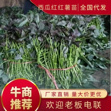 大田苗脱毒苗西瓜红红薯苗蔓头苗蜜薯苗