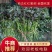 大田苗脱毒苗西瓜红红薯苗蔓头苗蜜薯苗