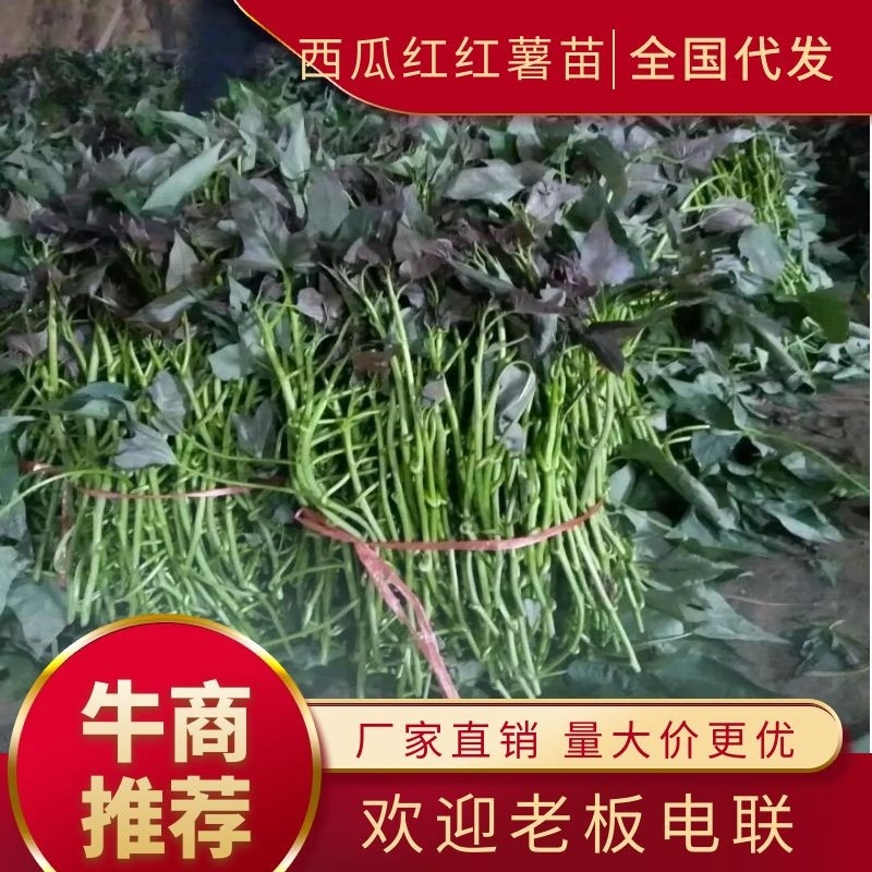 大田苗脱毒苗西瓜红红薯苗蔓头苗蜜薯苗