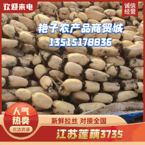 【大吨位供应】江苏莲藕3735，新鲜拉丝，可视频看货团购批发