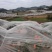 春见柑桔四川耙耙柑套袋精品批发价覆膜保暖水分足电联
