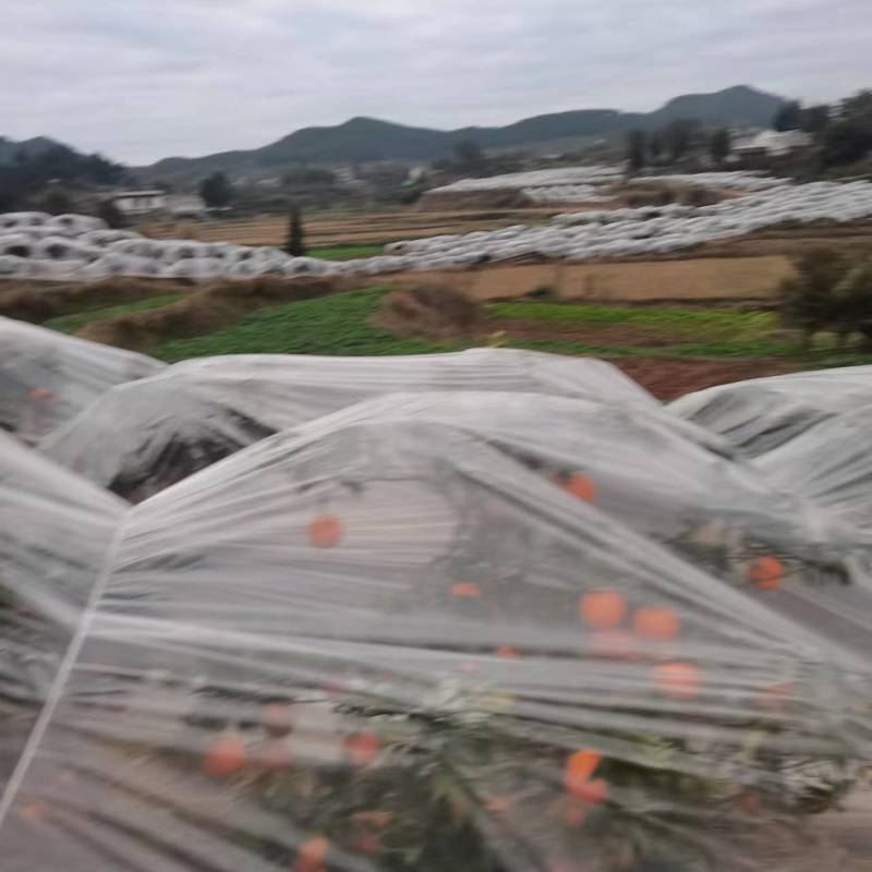 春见柑桔四川耙耙柑套袋精品批发价覆膜保暖水分足电联