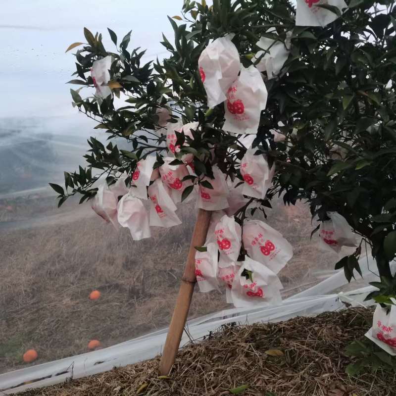 春见柑桔四川耙耙柑套袋精品批发价覆膜保暖水分足电联