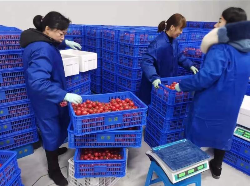 浙江精品西红柿量大从优规格齐全人工挑选欢迎来电采购