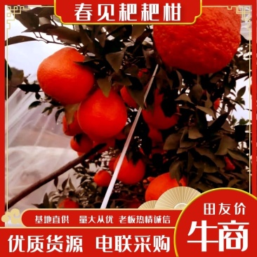 春见柑桔四川耙耙柑套袋精品批发价覆膜保暖水分足电联