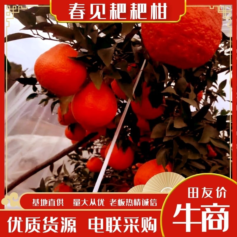 春见柑桔四川耙耙柑套袋精品批发价覆膜保暖水分足电联