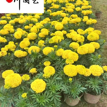 自家苗圃出售万寿菊杯苗成都时令草花批发易存活价低物美
