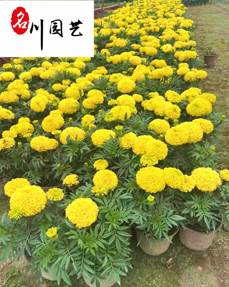 自家苗圃出售万寿菊杯苗成都时令草花批发易存活价低物美