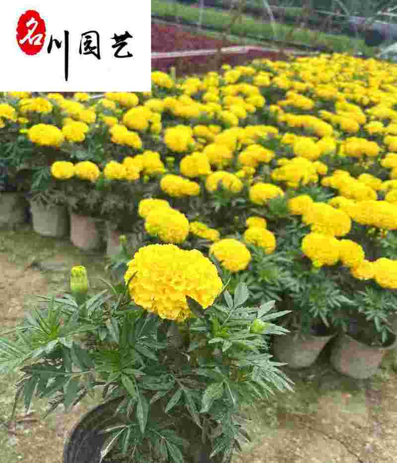 自家苗圃出售万寿菊杯苗成都时令草花批发易存活价低物美