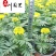 自家苗圃出售万寿菊杯苗成都时令草花批发易存活价低物美