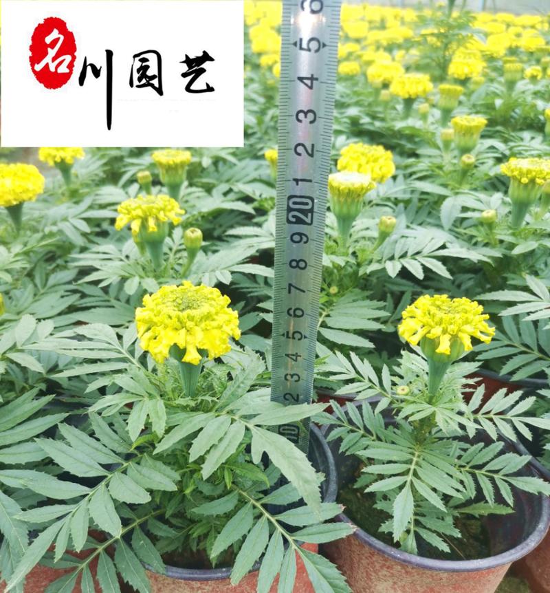 自家苗圃出售万寿菊杯苗成都时令草花批发易存活价低物美
