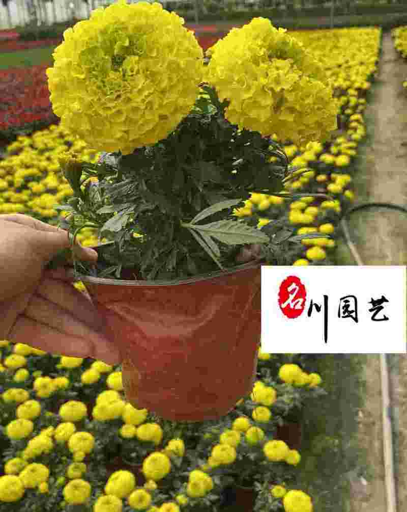 自家苗圃出售万寿菊杯苗成都时令草花批发易存活价低物美