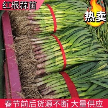 蒜苗红根蒜苗大量上市长度60左右每天发车品质保证