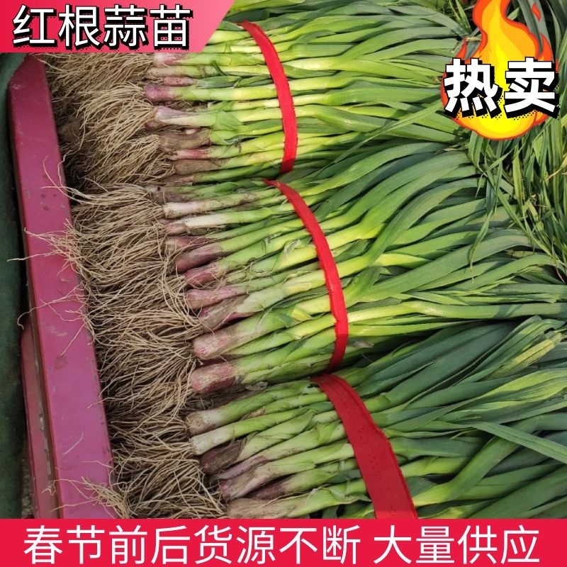 蒜苗红根蒜苗大量上市长度60左右每天发车品质保证