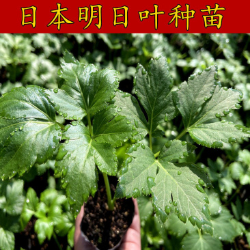 日本明日叶苗，明日草种苗，明日叶种子，盆栽阳台