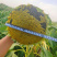 油王**矮大头油葵种子防鸟害出油率高达70%矮杆葵花