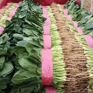 【精】大叶菠菜产地直发全国发货