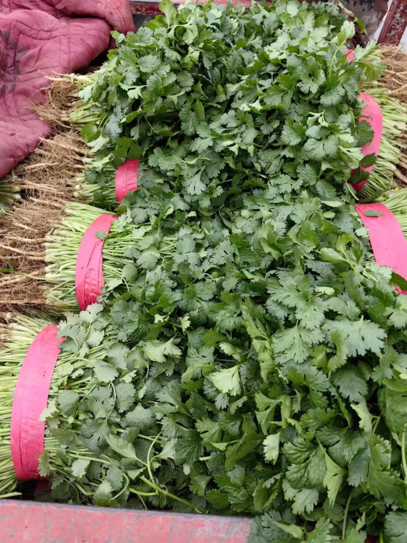 【精】大叶香菜万亩基地欢迎选购