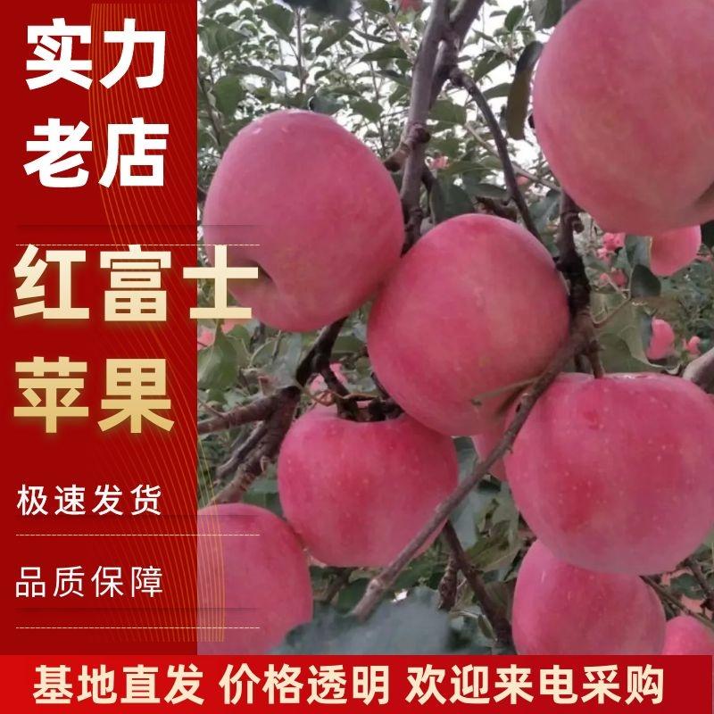 【精】山西运城临猗纸加膜红富士苹果大量上市诚信经营规格齐全