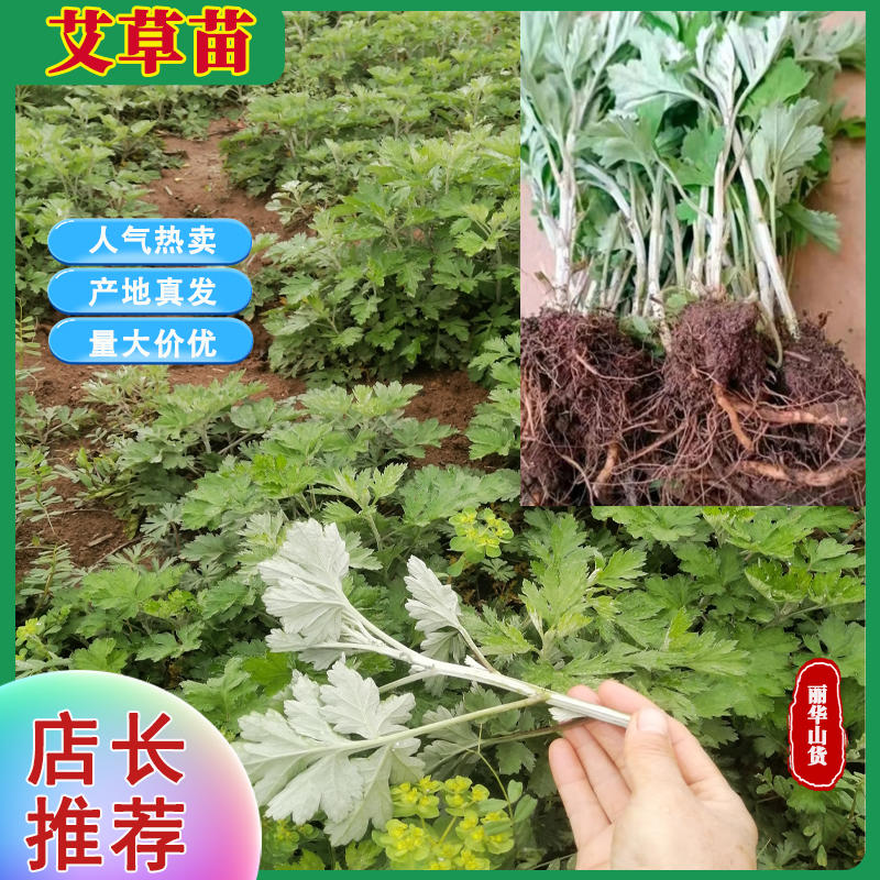 艾草苗南阳艾产地直发药用品质好另有端午新鲜艾草驱蚊