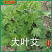 艾草苗南阳艾产地直发药用品质好另有端午新鲜艾草驱蚊