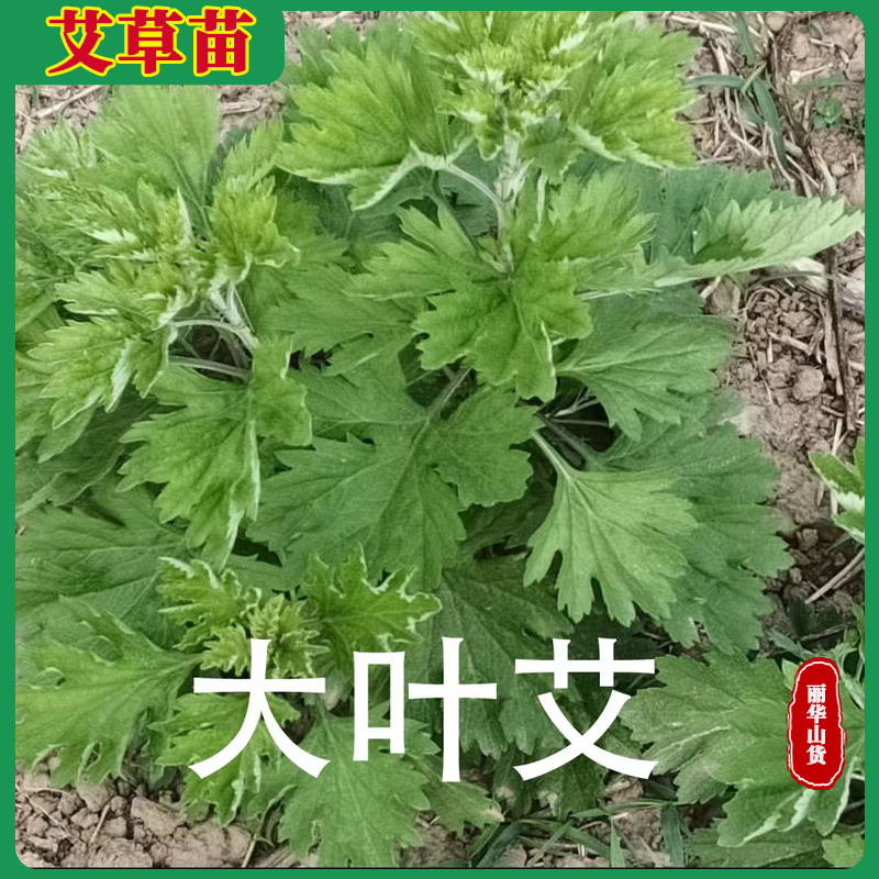 艾草苗南阳艾产地直发药用品质好另有端午新鲜艾草驱蚊