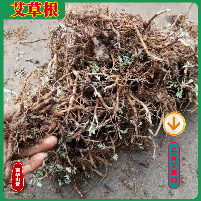艾草苗南阳艾产地直发药用品质好另有端午新鲜艾草驱蚊