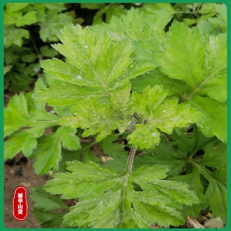 艾草苗南阳艾产地直发药用品质好另有端午新鲜艾草驱蚊