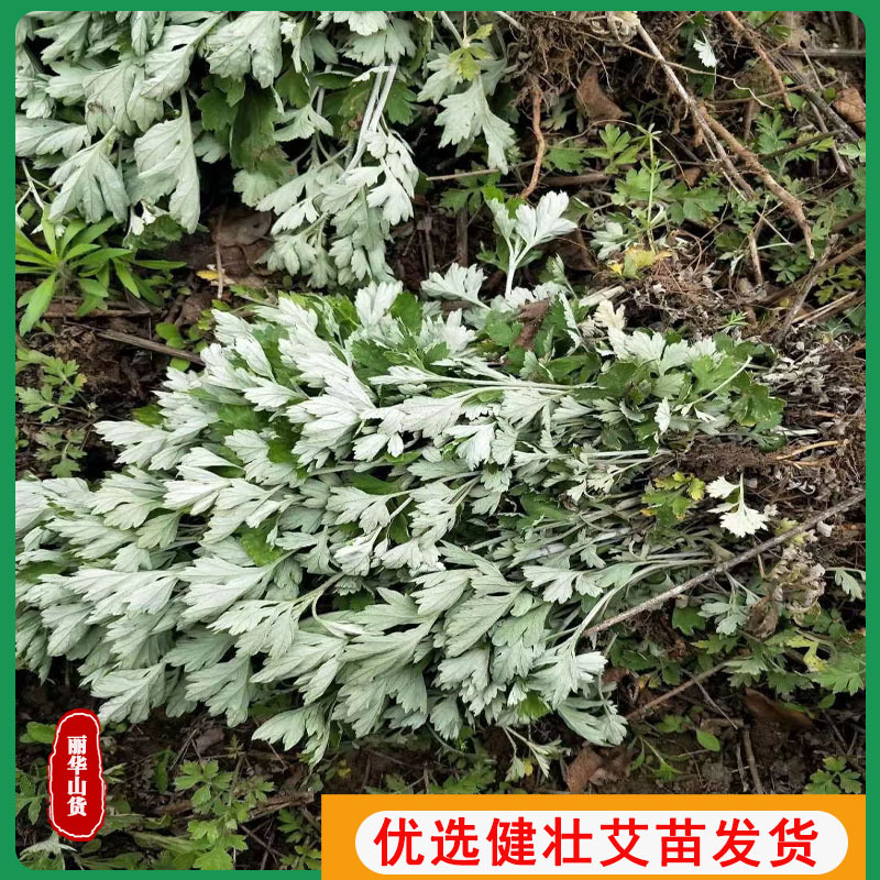 艾草苗南阳艾产地直发药用品质好另有端午新鲜艾草驱蚊