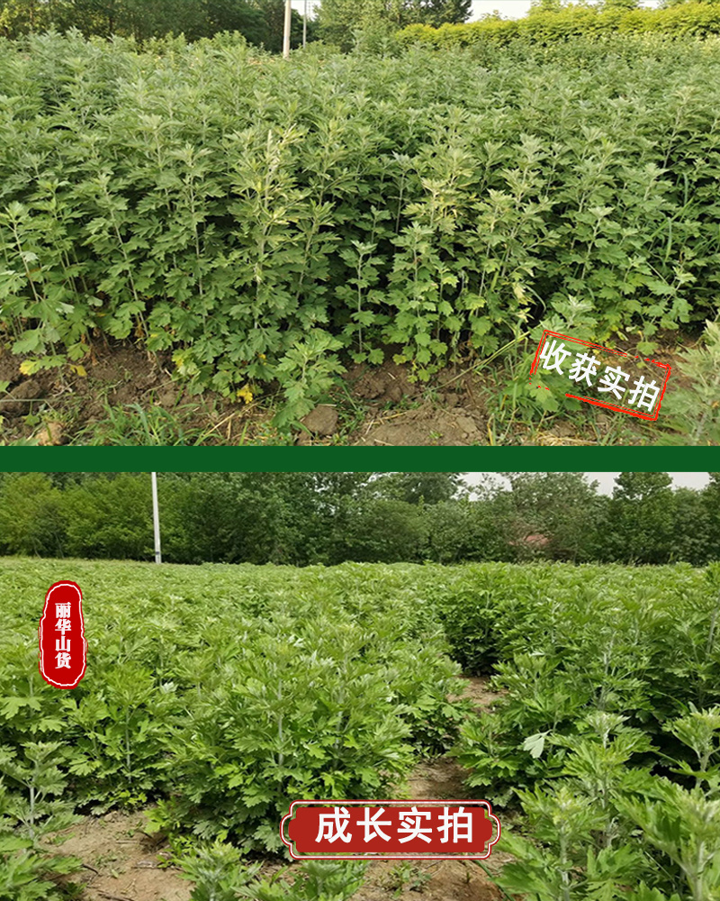 艾草苗南阳艾产地直发药用品质好另有端午新鲜艾草驱蚊