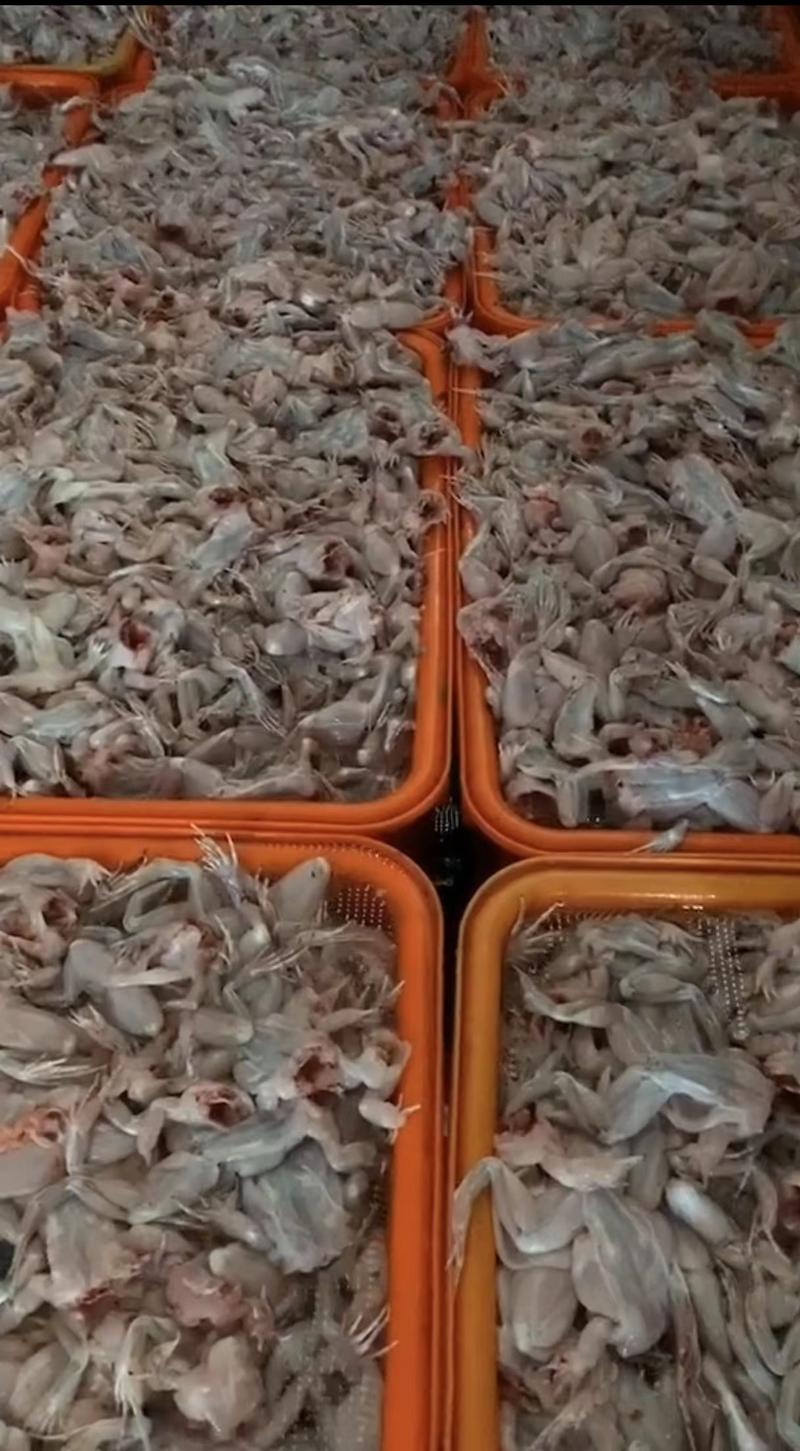 牛蛙养殖基地发货品质保障骨小肉多欢迎联系支持视频看货