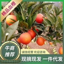 四川资中晚熟九号塔罗科血橙新鲜，现摘现发九斤包邮孕妇橙
