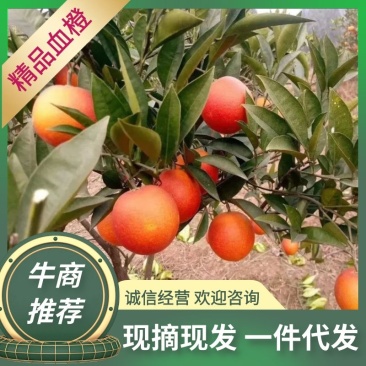 四川资中晚熟九号塔罗科血橙新鲜，现摘现发九斤包邮孕妇橙
