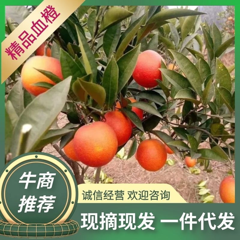 四川资中晚熟九号塔罗科血橙新鲜，现摘现发九斤包邮孕妇橙