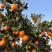 【精选】湖北橙子纽荷尔脐橙大量上市代发全国市场供电商