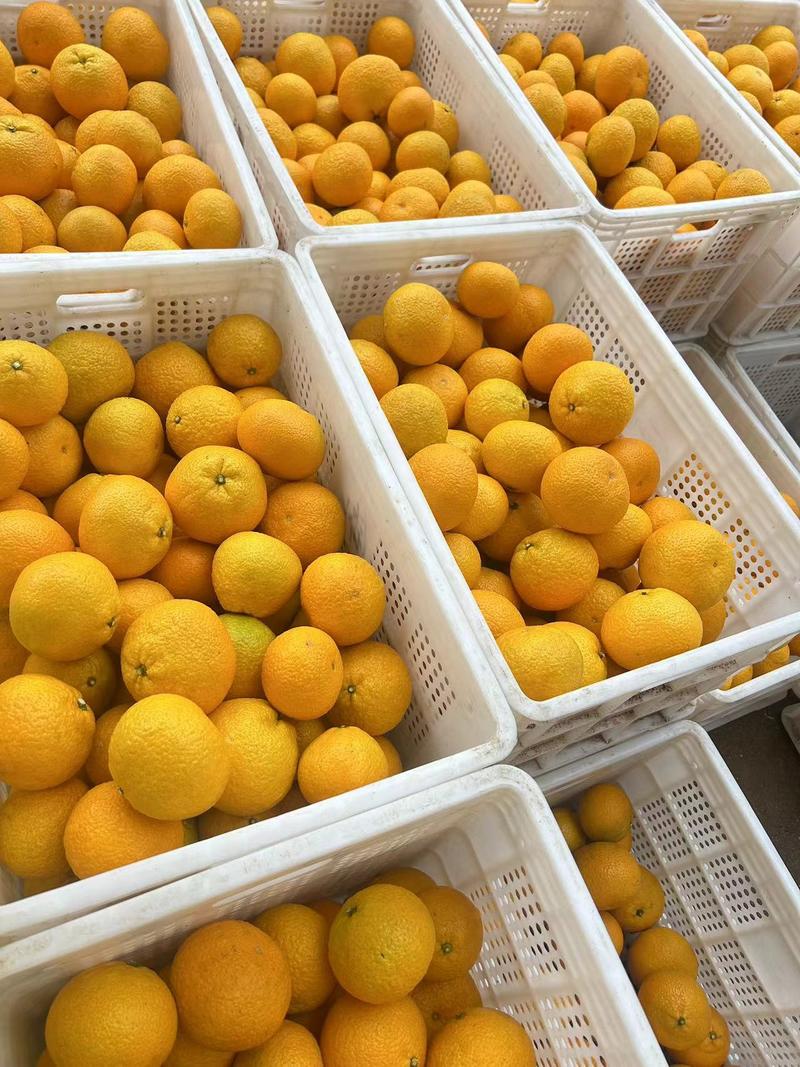 福建平和县甜心桔柚一手货源充足全国各地市场发货供应