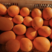 长虹脐橙果大无核、外形美产地大量有货，水分充足，爽口化渣
