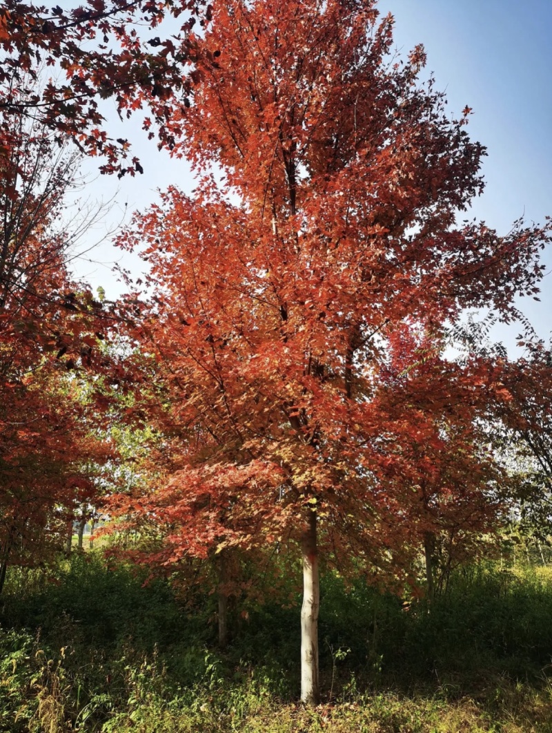 美国红枫庭院造景规格齐全苗圃基地出售