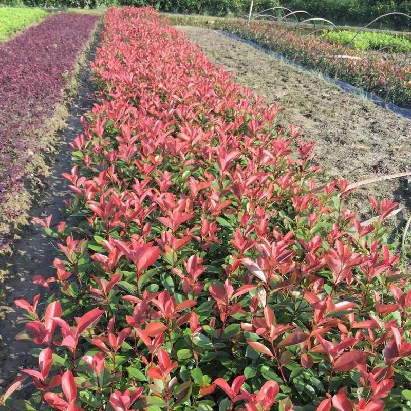 红叶石楠批发种植基地红叶石楠球大杯红叶石楠苗带土