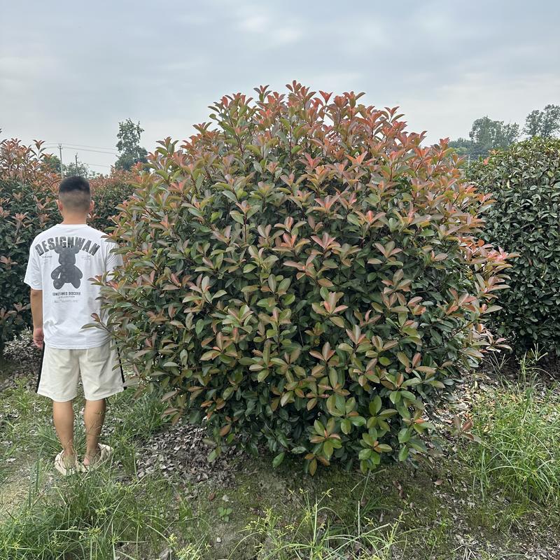 红叶石楠批发种植基地红叶石楠球大杯红叶石楠苗带土