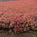 红叶石楠批发种植基地红叶石楠球大杯红叶石楠苗带土