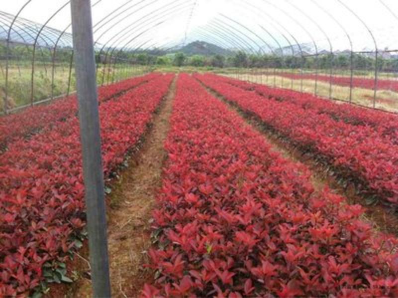 红叶石楠批发种植基地红叶石楠球大杯红叶石楠苗带土