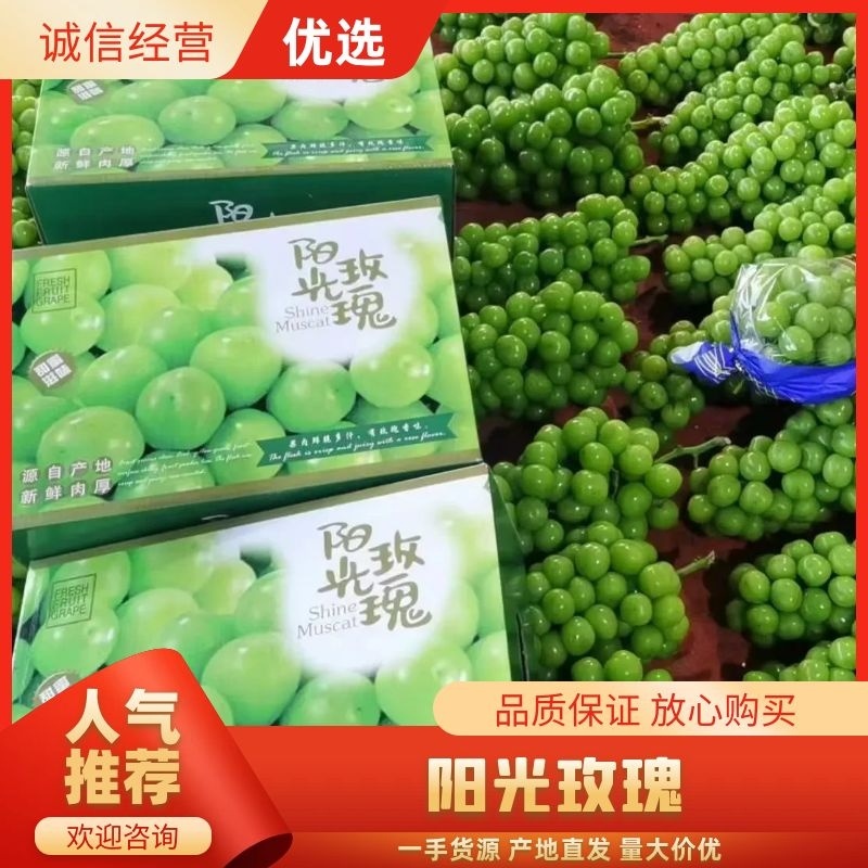 【精选】阳光玫瑰葡萄现货先发品质过硬价格不贵来电洽谈