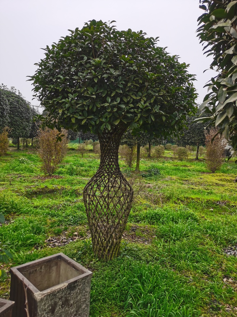 桂花花瓶规格齐全手工编织造型优美编制工艺好