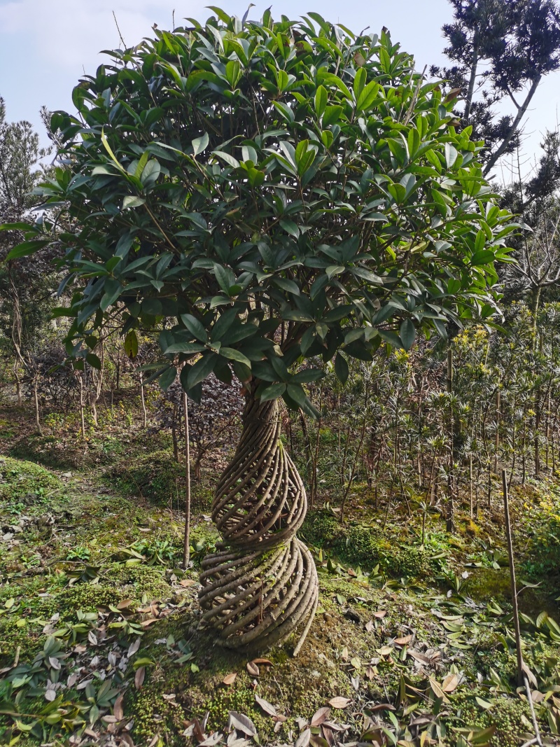 桂花花瓶规格齐全手工编织造型优美编制工艺好